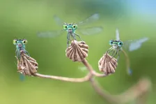 Facettenreiche Insekten